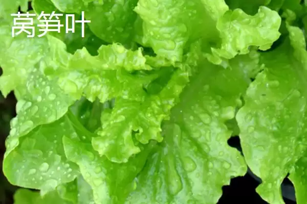 油麦菜和莴笋叶区别及外观差异分析(油麦菜和莴笋叶有啥区别及外观差异)?插图2 油麦菜和莴笋叶区别及外观差异分析(油麦菜和莴笋叶有啥区别及外观差异)?插图2