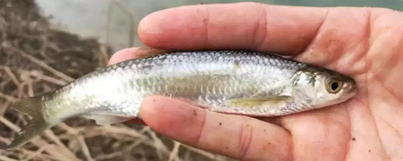 钓白条鱼的技巧相关要点(钓白条鱼的技巧,主流钓法是钓浮)?插图 钓白条鱼的技巧相关要点(钓白条鱼的技巧,主流钓法是钓浮)?插图