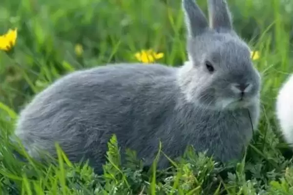 兔子脑囊炎诊断治疗方法(兔子脑囊炎通常通过血清学检查诊断)?插图3 兔子脑囊炎诊断治疗方法(兔子脑囊炎通常通过血清学检查诊断)?插图3