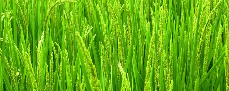 花优218水稻种子适时稀播种要点(花优218水稻种子适时稀播种要点)?插图 花优218水稻种子适时稀播种要点(花优218水稻种子适时稀播种要点)?插图