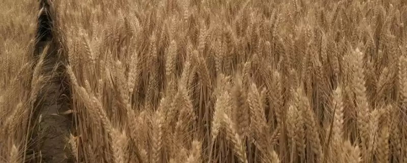 兰天29号小麦种子情况、抗病情况(兰天29号小麦种子简介,对混合菌表现中抗)?-会东网