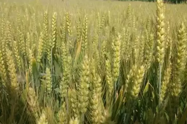 徐麦35特征特性与全生育期时长(徐麦35特征特性及生育期)？插图4