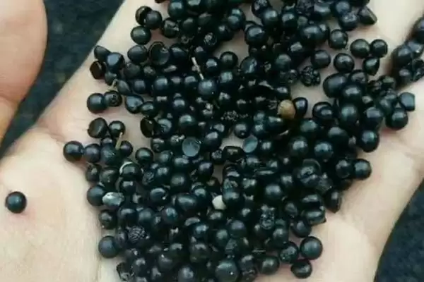 麦冬种子购买渠道介绍(麦冬种子选择正规销售商购买)？插图1