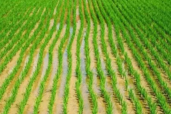 共香优107水稻种子情况、全生育期(共香优107水稻种子介绍，全生育期118.6天)？插图1