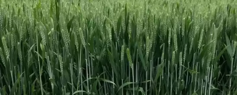 洛麦40小麦品种播期介绍(洛麦40适宜播种期10月上中旬)？-会东网