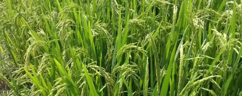 丰顺优银香丝苗水稻种子全生育期平均115.1天(丰顺优银香丝苗水稻种子全生育期平均115.1天有何特点)?插图 丰顺优银香丝苗水稻种子全生育期平均115.1天(丰顺优银香丝苗水稻种子全生育期平均115.1天有何特点)?插图
