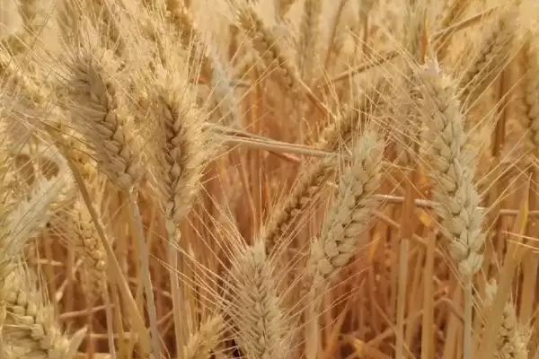 存麦12号麦种情况、所属类型(存麦12号麦种的介绍，是一种半冬性的小麦品种)？插图1