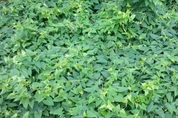 赤首乌栽培方法及栽后搭棚遮荫要点(赤首乌的栽培方法有哪些及搭棚要点)?插图2 赤首乌栽培方法及栽后搭棚遮荫要点(赤首乌的栽培方法有哪些及搭棚要点)?插图2