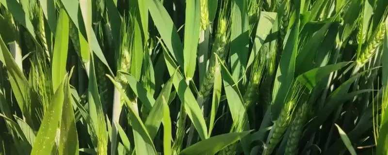 济糯116小麦品种特性、基本苗数(济糯116小麦品种的特性，每亩基本苗15万左右)？-会东网