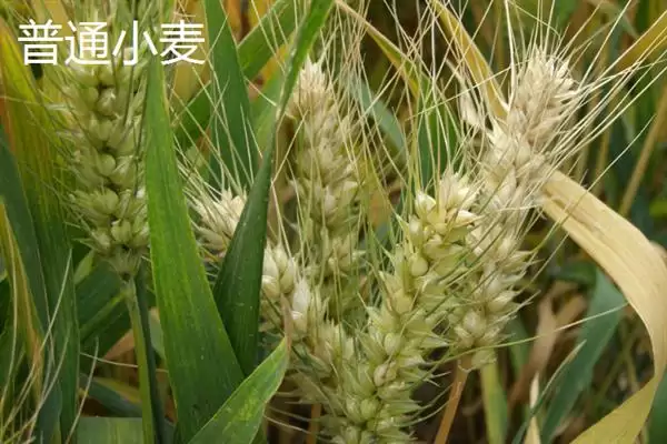 普通小麦比重介绍(一级小麦容重在790g/L以上)?插图10 普通小麦比重介绍(一级小麦容重在790g/L以上)?插图10