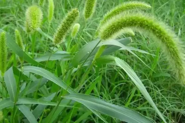 淮麦66小麦种子情况、抗病能力(淮麦66小麦种子介绍,中抗黄花叶病)?插图1 淮麦66小麦种子情况、抗病能力(淮麦66小麦种子介绍,中抗黄花叶病)?插图1