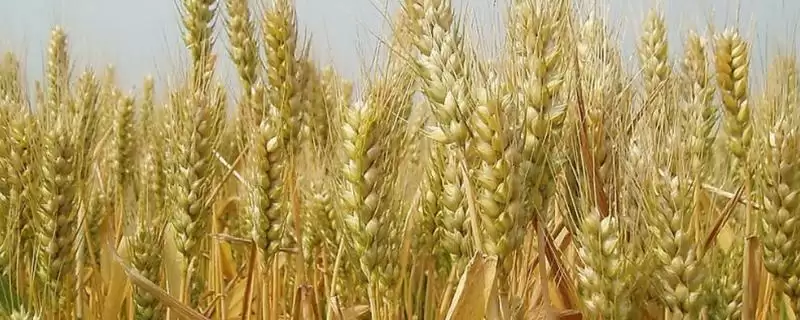 川麦614小麦种子情况、抗病特性(川麦614小麦种子简介,高抗条锈病)?-会东网