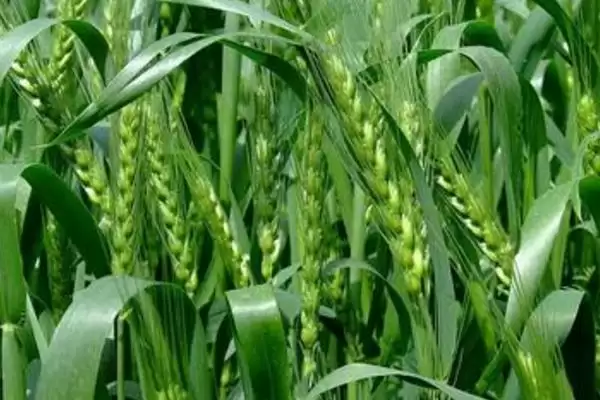 新麦21小麦种子简介与适宜播期说明(新麦21小麦种子简介及播期)?插图3 新麦21小麦种子简介与适宜播期说明(新麦21小麦种子简介及播期)?插图3