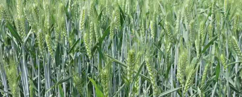 顺麦13号小麦品种熟期介绍(顺麦13号与对照品种周麦18熟期相当)?-会东网