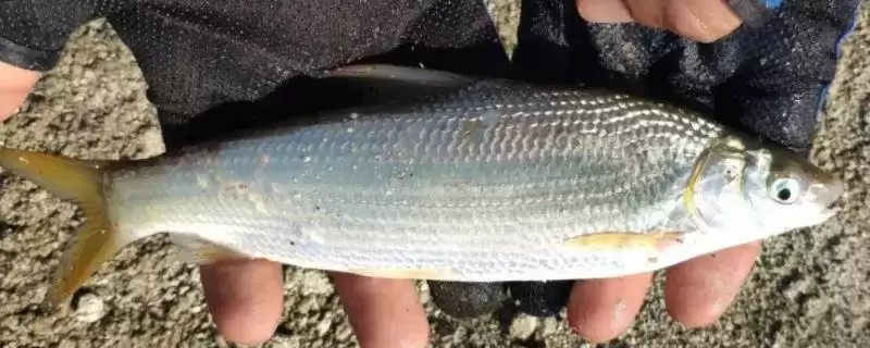 钓黄尾鱼的适宜天气相关情况(钓黄尾鱼的适宜天气,无风无雨时可外出垂钓)?-会东网