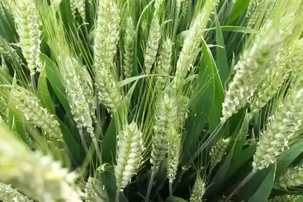 陕禾1028小麦品种播期介绍(陕禾1028适宜播期10月上中旬)？插图2