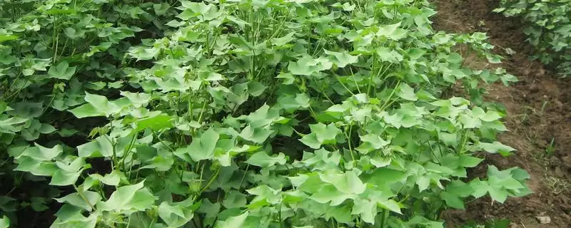 棉花苗期病害防治方法及包衣要点(怎么防治棉花苗期病害及包衣要点)?插图 棉花苗期病害防治方法及包衣要点(怎么防治棉花苗期病害及包衣要点)?插图