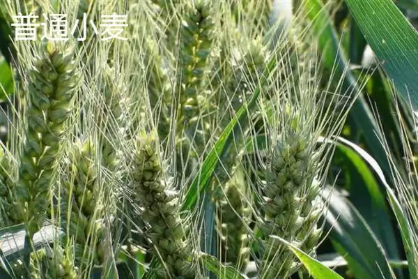 普通小麦比重介绍(一级小麦容重在790g/L以上)?插图8 普通小麦比重介绍(一级小麦容重在790g/L以上)?插图8