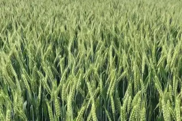 西农625小麦种简介与全生育期时长(西农625小麦种简介及全生育期时长)?插图2 西农625小麦种简介与全生育期时长(西农625小麦种简介及全生育期时长)?插图2