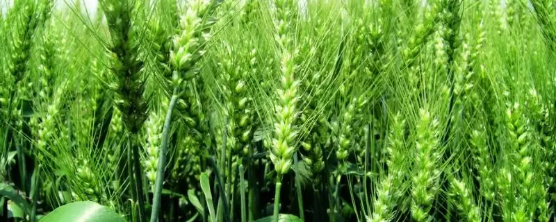 农麦3号小麦种子特征介绍(农麦3号小麦种子特征待补充)？-会东网