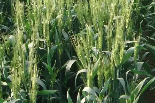 禾元386小麦种子情况、基本苗数(禾元386小麦种子介绍，每亩基本苗18万左右)？插图3