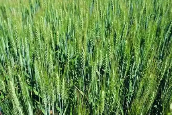 小麦断根方法及越冬前开始操作要点(小麦断根咋做及越冬前操作要点)?插图1 小麦断根方法及越冬前开始操作要点(小麦断根咋做及越冬前操作要点)?插图1