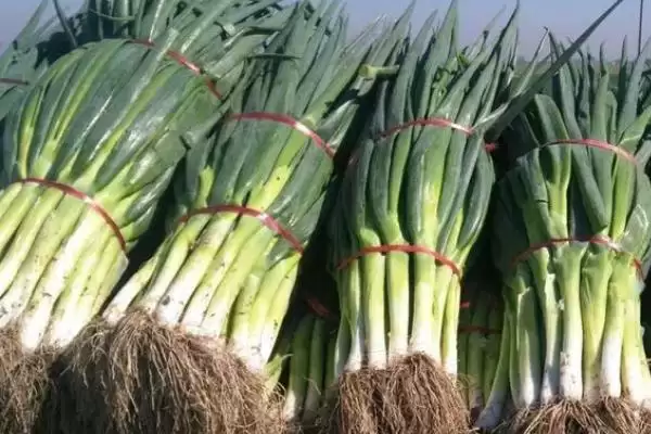大葱保鲜有5种方法可尝试(大葱保鲜方法有何特点与效果)？插图5