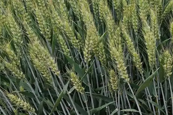 新麦57小麦品种特性与适宜播种期(新麦57小麦品种特性及播种期)?插图3 新麦57小麦品种特性与适宜播种期(新麦57小麦品种特性及播种期)?插图3