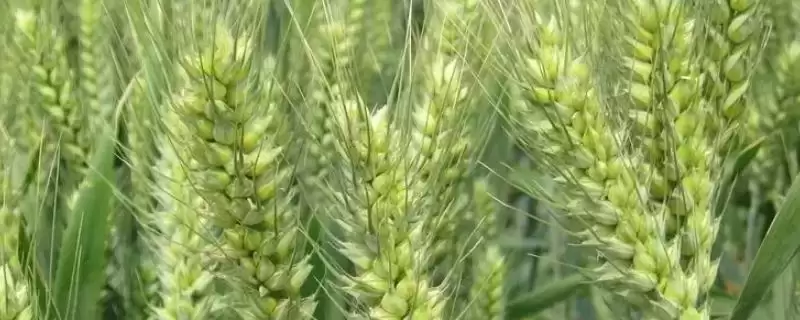 淮麦139小麦品种特性、有效穗数(淮麦139小麦品种的特性,每亩有效穗39.8万)?-会东网