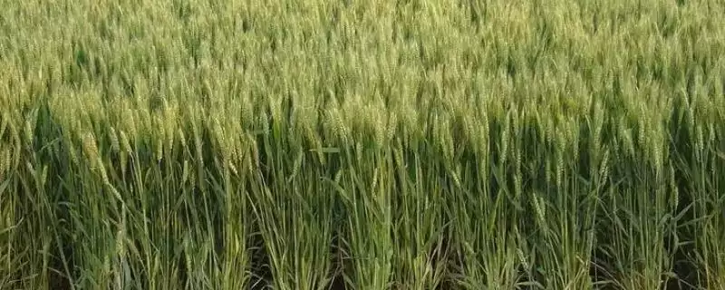 川麦65小麦品种情况、小穗密度(川麦65小麦品种简介,小穗密度中等)?-会东网