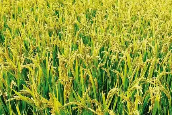 版纳糯18水稻品种全生育期153天详情(版纳糯18水稻品种153天生育期详情)？插图2