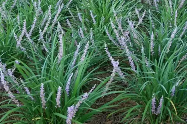 麦冬炭疽病症状及防治方法(麦冬炭疽病叶片现黄褐色小圆点及防治)？插图5