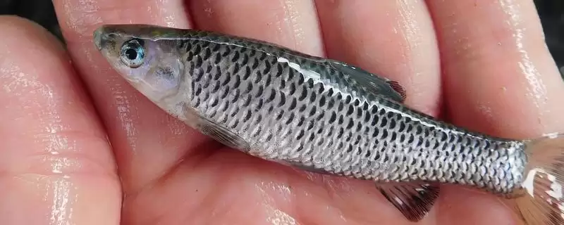 麦穗鱼简介(麦穗鱼是常见的小型淡水鱼类)?-会东网