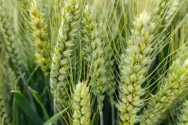 东农冬小麦1号小麦种子特点、播种量(东农冬小麦1号小麦种子特点,亩播种量一般6~7公斤)?插图2 东农冬小麦1号小麦种子特点、播种量(东农冬小麦1号小麦种子特点,亩播种量一般6~7公斤)?插图2