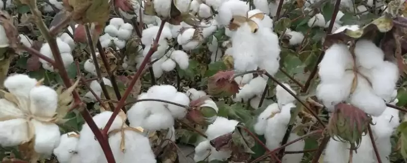 棉花立枯病防治方法介绍(稻棉轮作可防棉花立枯病)?-会东网