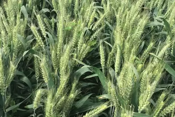 中农麦2号小麦种简介与适宜播期(中农麦2号小麦种简介及适宜播期)？插图2