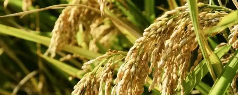 吉粳558水稻种子每亩有效穗数28.2万穗详情(吉粳558水稻种子每亩有效穗数详情)？-会东网