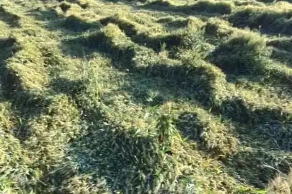 小麦倒了对产量影响及严重程度分析(小麦倒了会影响产量吗及程度)?插图1 小麦倒了对产量影响及严重程度分析(小麦倒了会影响产量吗及程度)?插图1