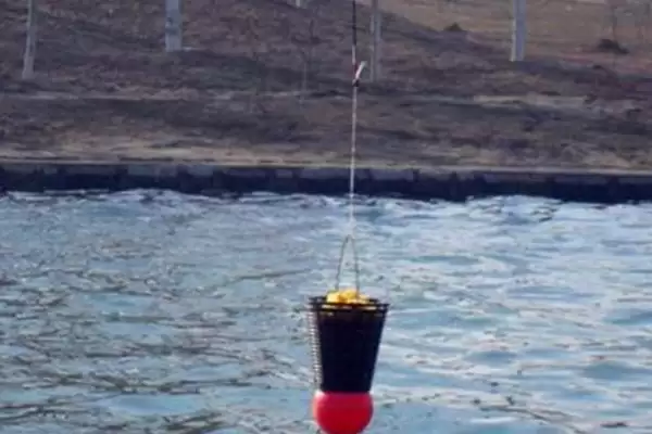 冬季南风是否适合野钓鲫鱼(冬季南风适合野钓鲫鱼吗，气温太低不太适合垂钓)？插图2