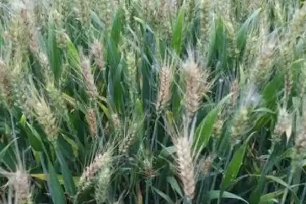 小麦病虫害种类及不同症状详细介绍(小麦病虫害有哪些及症状)？插图1