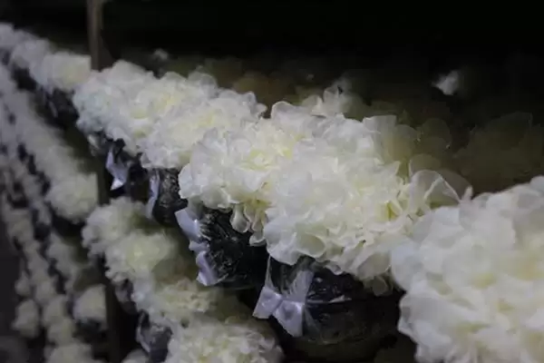 识别食用菌杂菌方法介绍(从颜色、气味等区分食用菌杂菌)?插图6 识别食用菌杂菌方法介绍(从颜色、气味等区分食用菌杂菌)?插图6