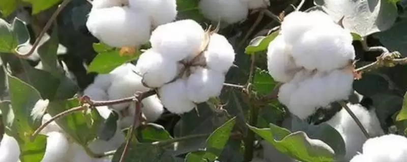 避免棉花疯长方法及药物喷施要点(怎么避免棉花疯长及药物喷施要点)？-会东网