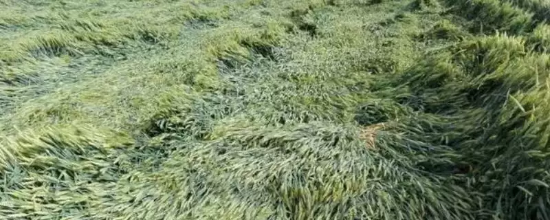 小麦倒了对产量影响及严重程度分析(小麦倒了会影响产量吗及程度)?-会东网