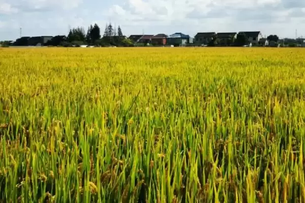 寒露风对水稻易引发空壳瘪粒等影响详情(寒露风对水稻易引发空壳瘪粒等影响详情)？插图1