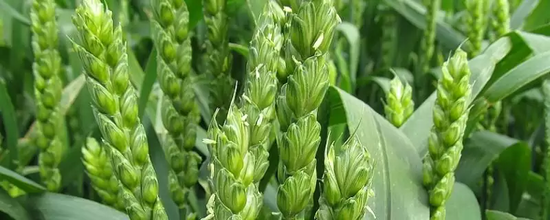 新研7号小麦品种特性与半冬性品种(新研7号小麦品种特性及半冬性品种)？-会东网