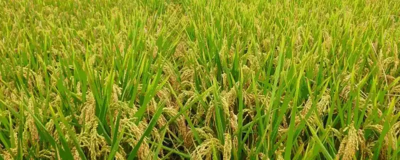 华中优1号水稻种子全生育期135.0天详情(华中优1号水稻种子135.0天生育期详情)？-会东网