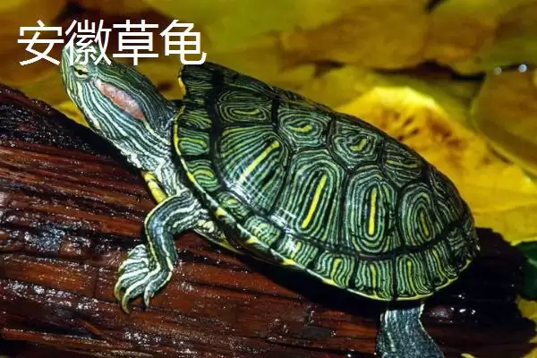 中华草龟分布省份及地区差异情况(中华草龟分布省份及地区差异情况)?插图1 中华草龟分布省份及地区差异情况(中华草龟分布省份及地区差异情况)?插图1