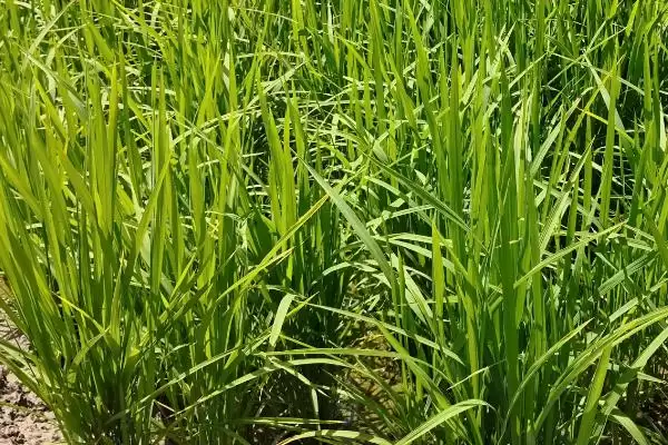 银两优洁田丝苗水稻种简介与生育期(银两优洁田丝苗水稻种简介及生育期)？插图1