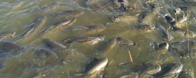 草鱼养殖方法及分级轮养等要点(草鱼如何养殖及分级轮养等要点)?-会东网