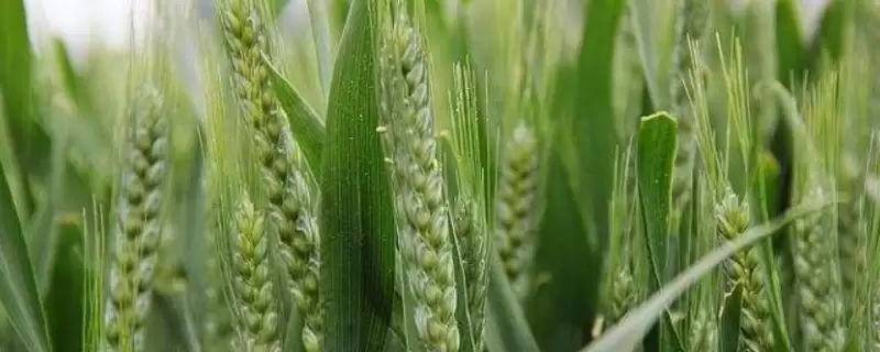 蒙啤麦1号小麦品种介绍(蒙啤麦1号小麦品种介绍待补充)?插图 蒙啤麦1号小麦品种介绍(蒙啤麦1号小麦品种介绍待补充)?插图